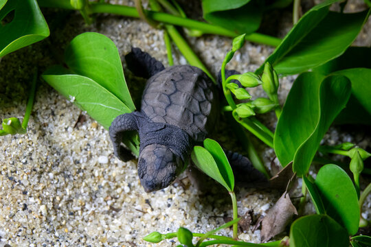 Newborn loggerhead sea turtle hatchling pressing its head into the sand beside beach morning glory vines and flower buds on Kurio beach, Kagoshima Prefecture, Yakushima, Japan