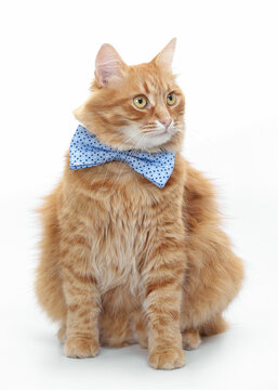 Studio portrait of fluffy longhair ginger cat wearing blue polka dot bow tie isolated on white background. Ideal for pet fashion, funny animal concepts, banners, and advertising.