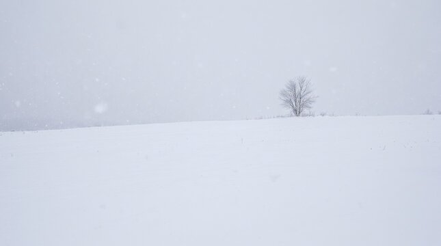 Heavy snow falling on a barren winter field with a single distant tree in the background