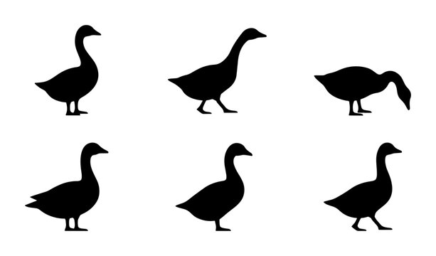 Black Goose Silhouettes, Farm Animal Icons, Vector Graphics for Nature and Wildlife Designs