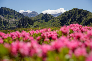 Obraz premium Tapis de rhododendron en Ariège, Pyrénées, France
