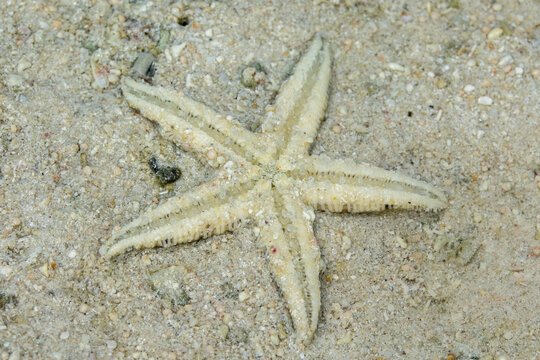 Close-up of a starfish half buried in sand on a beach, Yaeyama Islands, Ishigaki, Japan