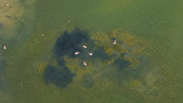 Aerial view of ducks swimming in a lake with patches of aquatic vegetation and clear water in Erie, Colorado, United States.