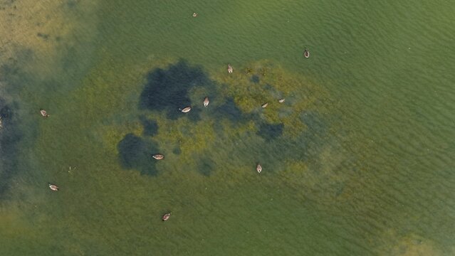Aerial view of a group of geese swimming in a lake with patches of aquatic vegetation in Erie, Colorado, United States.