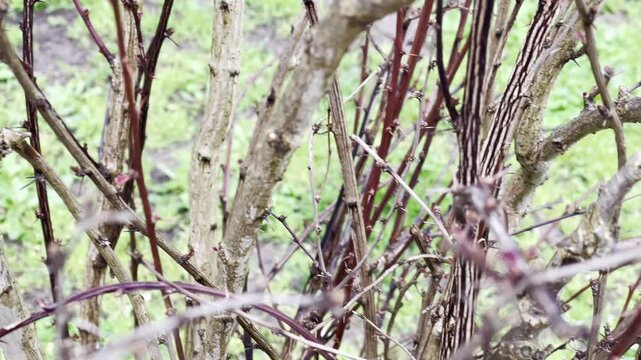 Vegetation phase of barberry bush, branches with spines, small growing leaves and buds after heavy spring raining, awaking of nature, gardening and horticulture concept