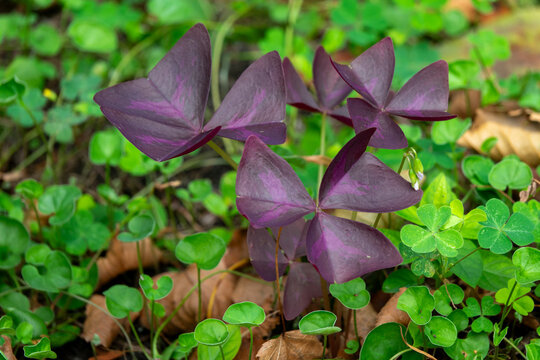 Purple oxalis leaves growing among green clover in Kansai region, Kyoto, Japan