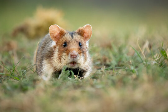 European hamster looking forward in green grass meadow