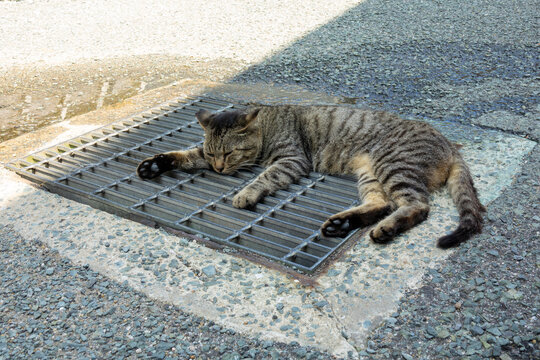 Striped tabby cat sprawled asleep with paws splayed across a metal drain grate, Ainoshima Island, Shingu, Japan