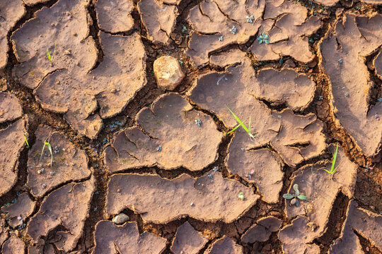 Parched cracked earth showing severe drought conditions with tiny green sprouts struggling to survive in the arid brown soil under bright natural sunlight reflecting heat and environmental change