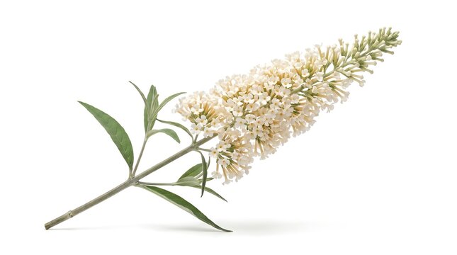 A single delicate white butterfly bush flower spike isolated on a white background.