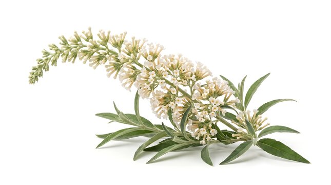 A beautiful sprig of white butterfly bush flowers isolated on a white background.