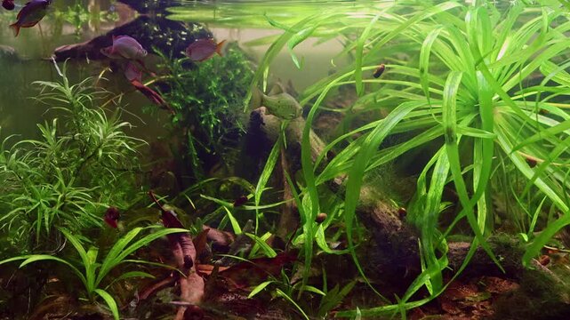 Melanotaenia praecox fluorescent rainbowfish and gibel carp in planted Dutch style aquascape, Stratiotes aloides aquatic vegetation aquadesign, beginner friendly pet, dark low pH and tannin rich water
