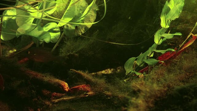 Lepomis gibbosus predator fish, Pseudorasbora parva invasive species cause ecological disaster in Europe, Nuphar lutea, Potamogeton perfoliatus aquatic plants, Chorhun river biotope aquarium, Crimea