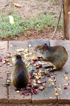 Two agoutis eating chopped food on paved ground outdoors. South American fauna, Brazilian wildlife, rodent species, and animal feeding.