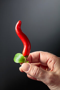 A man's hand holds hot red chili pepper.