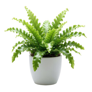 Birds nest fern with wavy green fronds in a white pot, isolated on transparent background