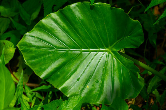 Sunlit tropical leaf with prominent veins against a dark green background, Yaeyama Islands, Ishigaki, Japan
