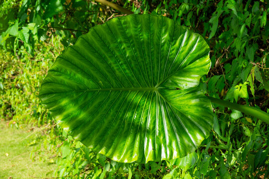 Backlit giant tropical leaf with visible veins in a lush garden, Yaeyama Islands, Ishigaki, Japan