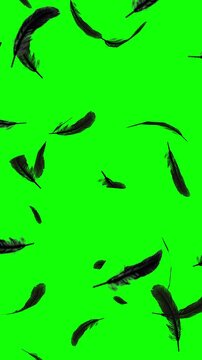 3D Animated Falling Black Feathers Vertical Background on Green Screen