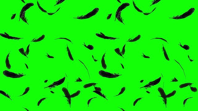 3D Animated Falling Black Feathers on Green Screen