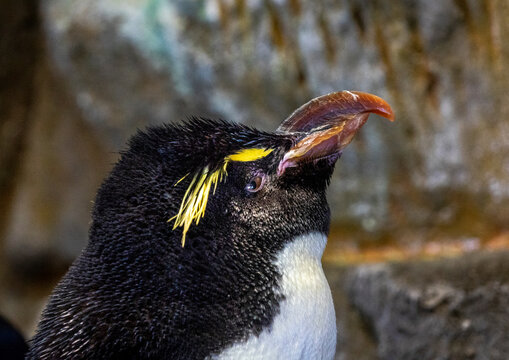Close-up of a rockhopper penguin with yellow crest feathers, Kansai region, Osaka, Japan