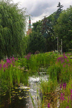 Filling decorative pond with fresh water in the city center, blooming water world, lush grass water lilies.