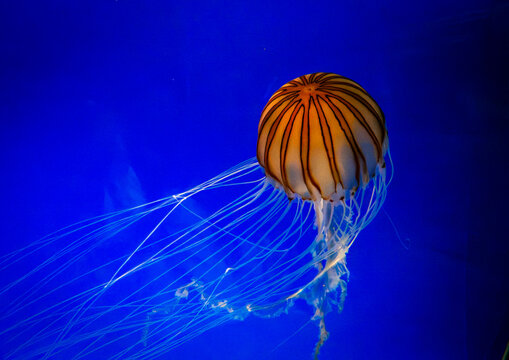 Jellyfish floating in deep blue water at an aquarium in Kansai region, Osaka, Japan