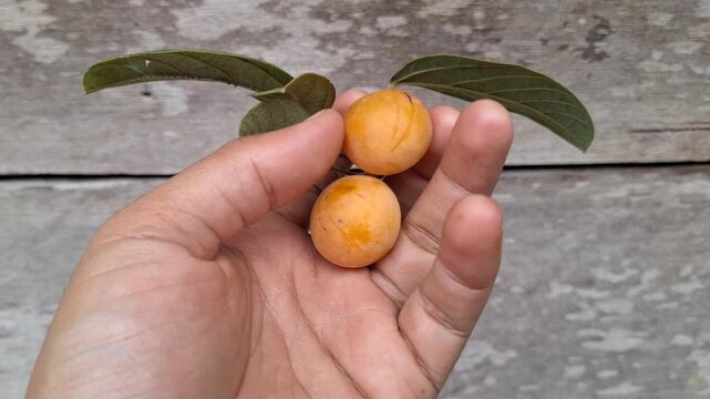 Close-up of small wild yellow fruits with green leaves held in hand against a wooden background for forestry, nature, and wild edibles concept