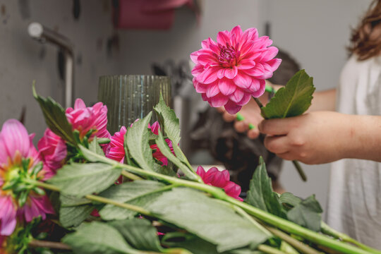 Arranging homegrown pink dahlias in a vase