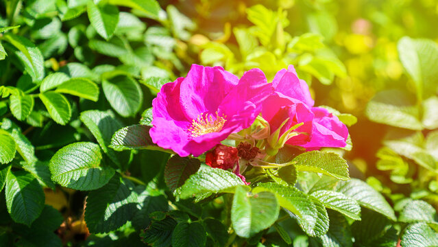 Beautiful rugosa rose flower blooming in garden with pink petals and green foliage, close-up view of Rosa rugosa in natural summer setting.