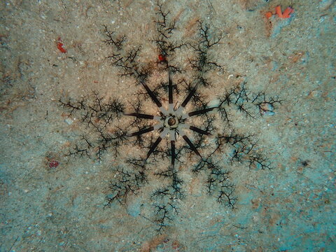 Feather Duster Worm on Sandy Seabed