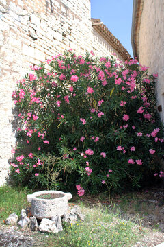 Laurier-rose fleuri dans un jardin devant une maison en pierre