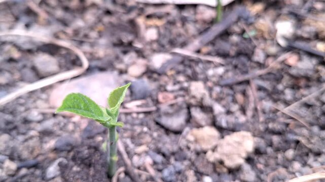 Macro close-up of a small green seedling sprouting from stony soil ground for new life, agriculture, and nature growth concept