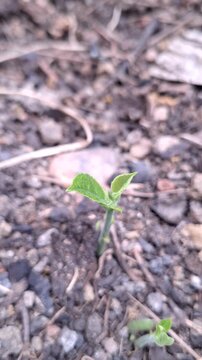 Macro close-up of a small green seedling sprouting from stony soil ground for new life, agriculture, and nature growth concept