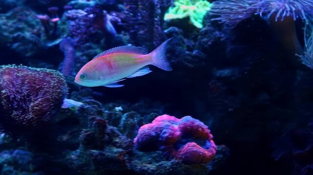 Pseudanthias squamipinnis fish active in reef marine aquarium, Euphyllia glabrescens move tentacle polyp in laminar flow, colony on live rock, LED blue light, coral cultivation farm, relax mood hobby
