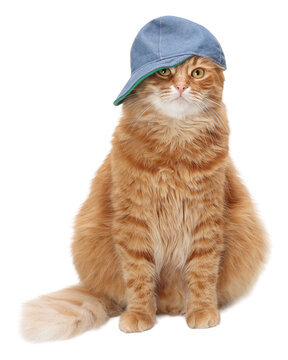 Cool ginger cat in blue denim baseball cap sitting isolated transparent PNG element on black background, funny hipster pet cutout concept for poster and banner design.