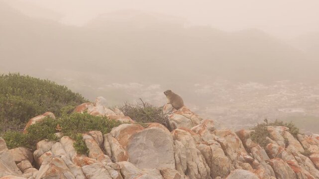 Dassie atop a rock, misty sunrise over rocky coastline of DeKelders, South Africa
