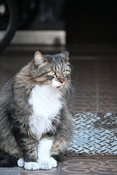 外に座る毛長の地域猫