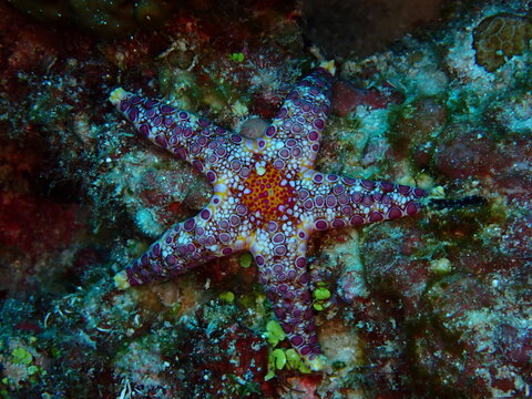 Mosaic Sea Star Fromia monilis on Coral Reef