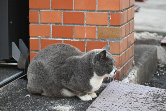 レンガの壁の前に座るグレーの猫