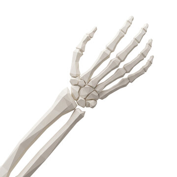 Low Poly 3D Human Skeleton Hand and Arm on Black Background