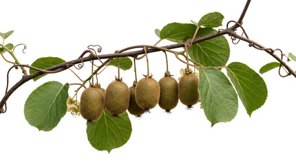 Fototapeta premium Fresh kiwi fruit hanging on vine with green leaves. Organic kiwifruit branch on white background. Tropical fruit farm harvest.
