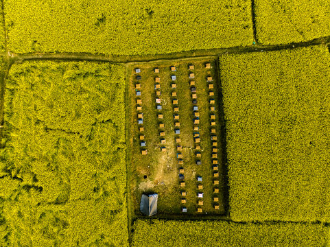 Aerial view of a grid of beehives arranged in rows within a vibrant yellow mustard field in Singair, Dhaka Division, Bangladesh.