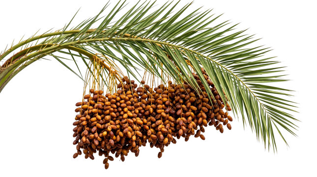 Fresh dates on palm branch, cluster of ripe brown date fruits hanging from green palm leaf, organic tropical fruit on white background