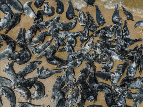 Aerial view of a large colony of grey seals resting on the sandy beach in Mikoszewo, Pomeranian Voivodeshi, Poland.