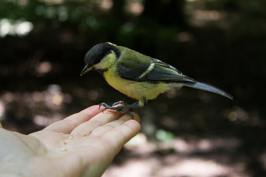 feeding the bird from your hand