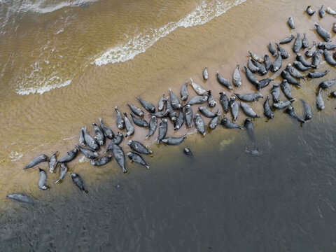 Aerial view of a large colony of seals resting on a sandy beach along the shoreline with gentle waves in Mikoszewo, Pomeranian Voivodeship, Poland.