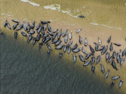 Aerial view of a large colony of grey seals resting on a sandy beach along the coastline in Mikoszewo, Pomeranian Voivodeshi, Poland.