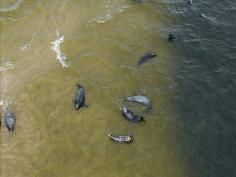 Aerial view of seals swimming in the shallow coastal waters of the Baltic Sea near the sandy beach in Mikoszewo, Pomeranian Voivodeshi, Poland.