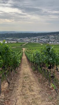 selective focus beautiful vineyard rows climbing the hills above r&uuml;desheim
